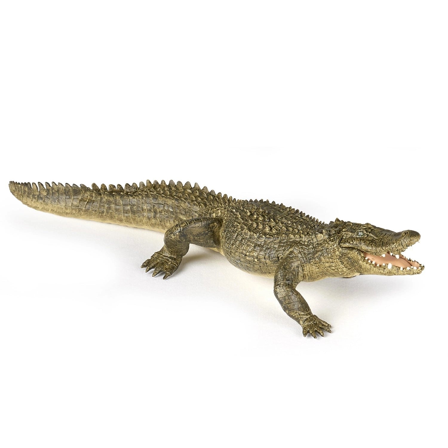 Alligator-50254